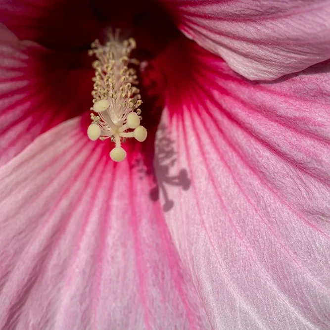 <strong>Flore #1401 - </strong> <small>© Rémy SALAÜN</small>