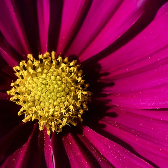 <strong>Flore #1406 - </strong> <small>© Rémy SALAÜN</small>