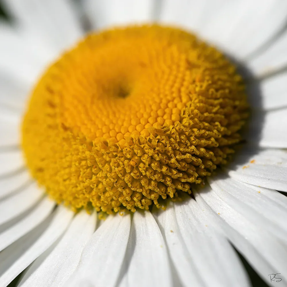 <strong>Flore #1410 - </strong> <small>© Rémy SALAÜN</small>