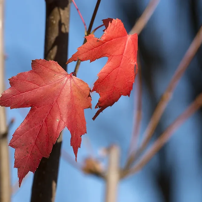 <strong>Flore #1498 - </strong> <small>© Rémy SALAÜN</small>