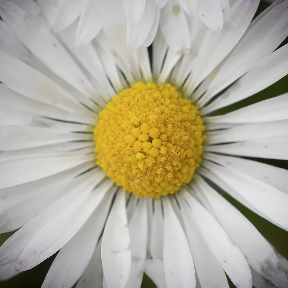 <strong>Flore #1364 - </strong> <small>© Rémy SALAÜN</small>