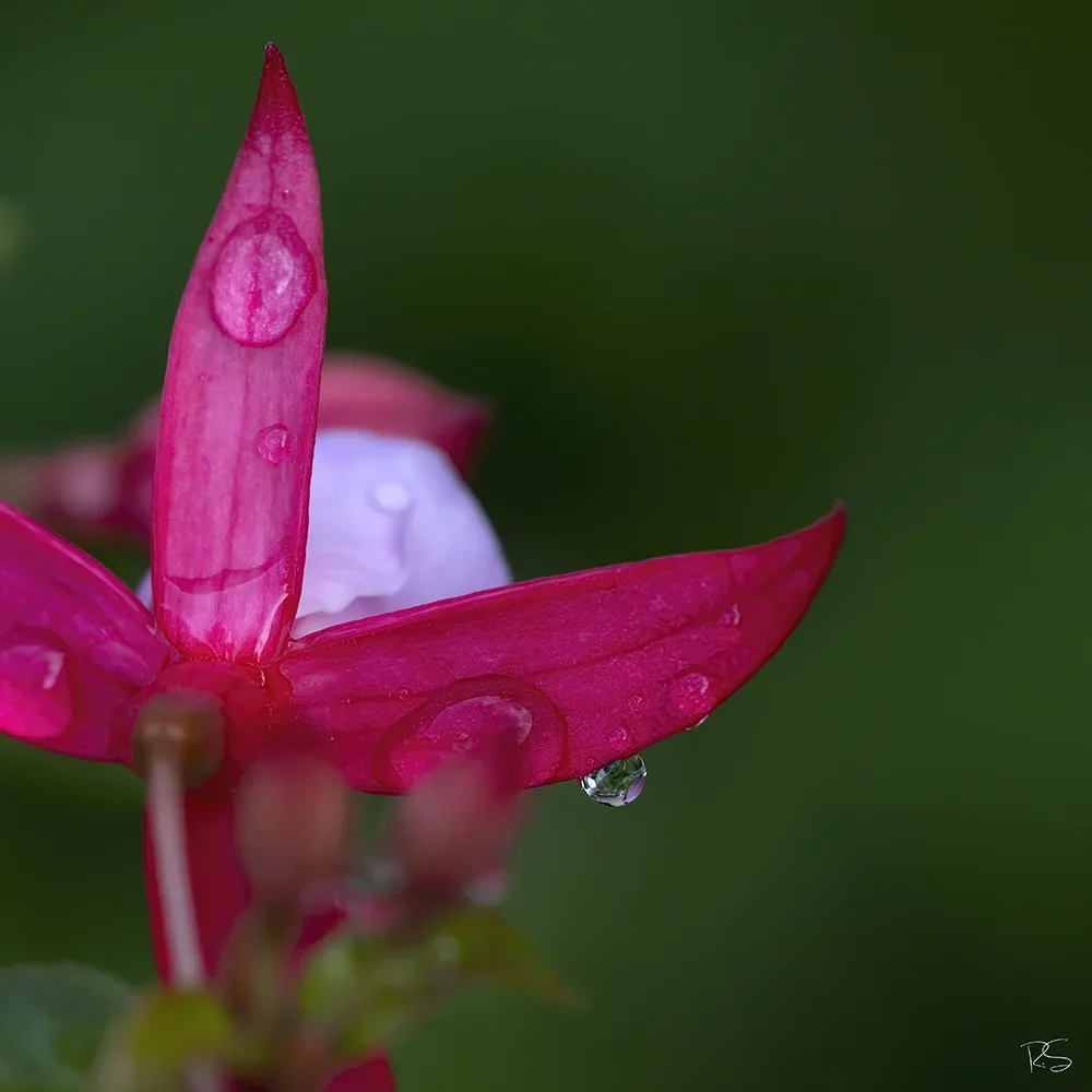 <strong>Après la Pluie #1239 - </strong> <small>© Rémy SALAÜN</small>