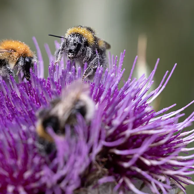 <strong>Animalité #2442 - </strong> <small>© Rémy SALAÜN</small>