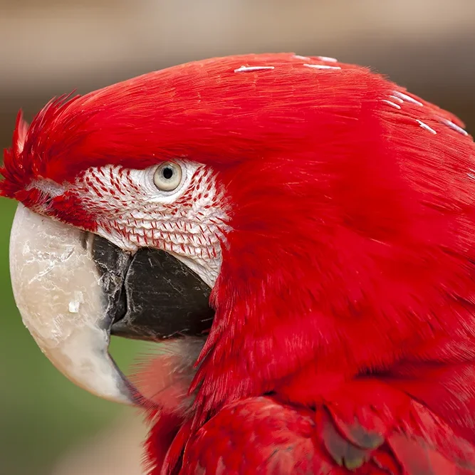 <strong>Animalité #1066 - </strong> <small>© Rémy SALAÜN</small>