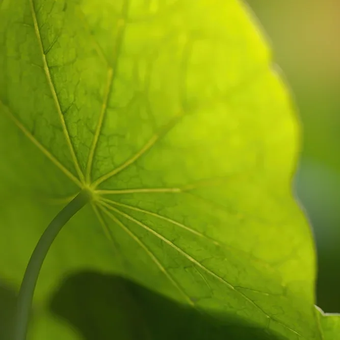 <strong>Flore #1379 - </strong> <small>© Rémy SALAÜN</small>