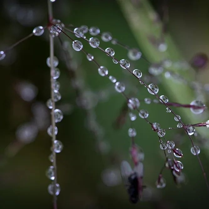 <strong>Après la Pluie #2479 - </strong> <small>© Rémy SALAÜN</small>