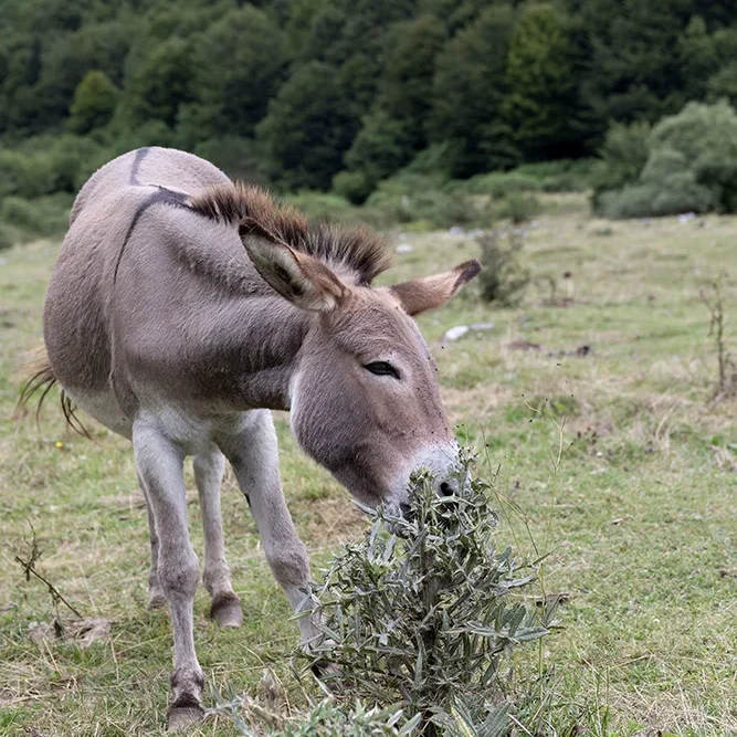 <strong>Animalité #2487 - </strong> <small>© Rémy SALAÜN</small>