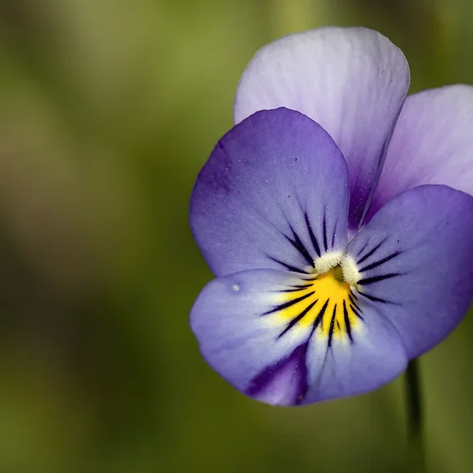 <strong>Flore #1455 - </strong> <small>© Rémy SALAÜN</small>