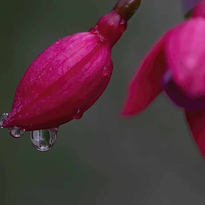 <strong>Après la Pluie #1240 - </strong> <small>© Rémy SALAÜN</small>