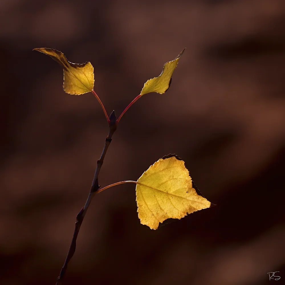 <strong>Flore #1507 - </strong> <small>© Rémy SALAÜN</small>