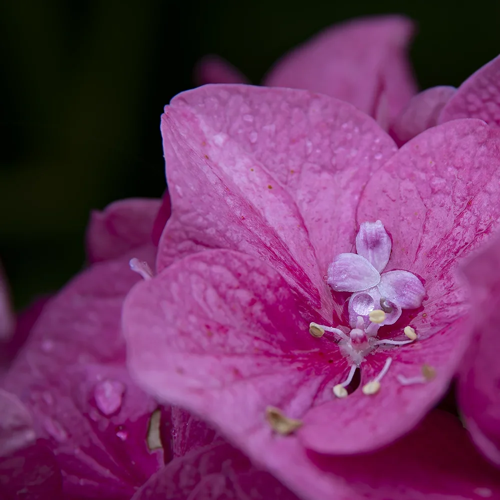 <strong>Après la Pluie #1210 - </strong> <small>© Rémy SALAÜN</small>