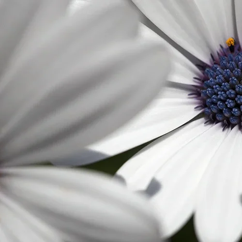 <strong>Flore #1502 - </strong> <small>© Rémy SALAÜN</small>