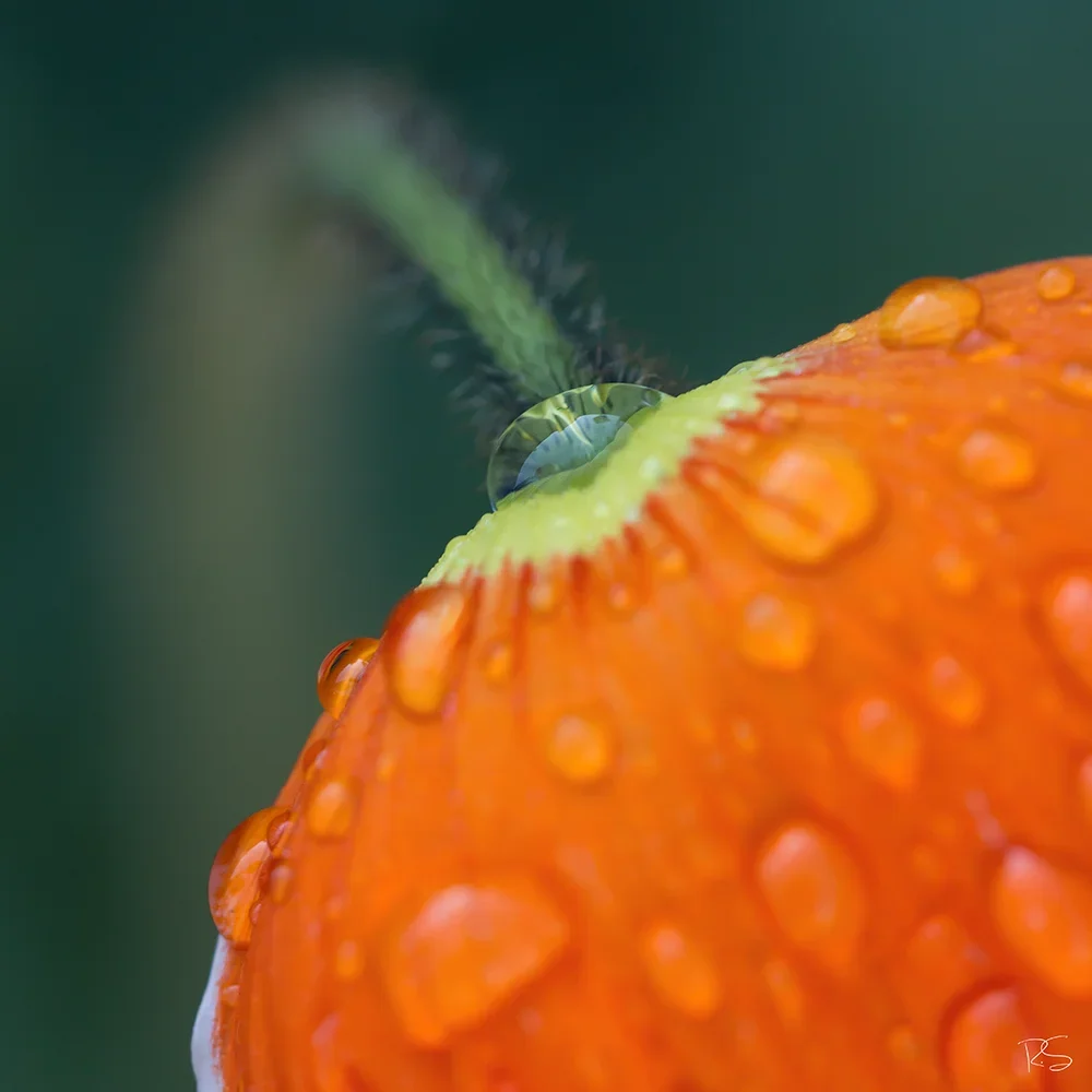 <strong>Après la Pluie #1246 - </strong> <small>© Rémy SALAÜN</small>