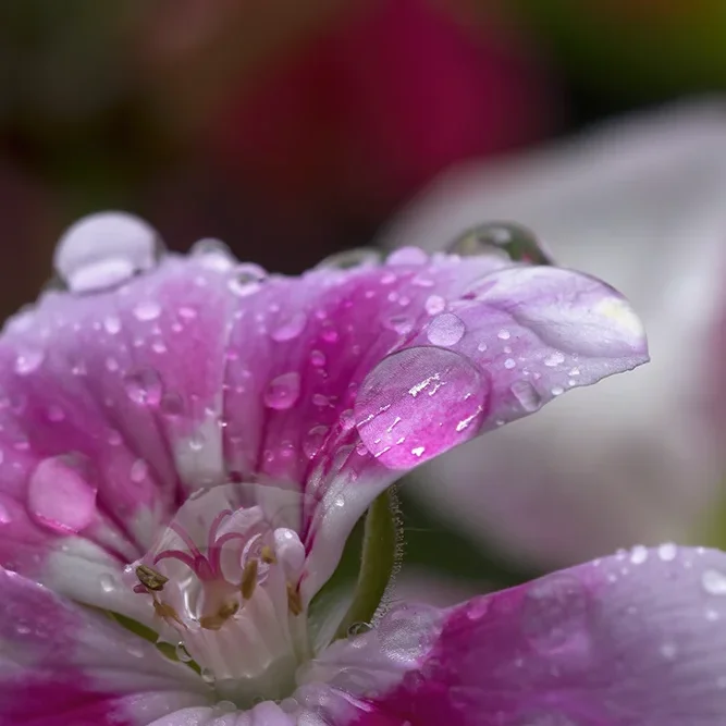 <strong>Après la Pluie #1250 - </strong> <small>© Rémy SALAÜN</small>