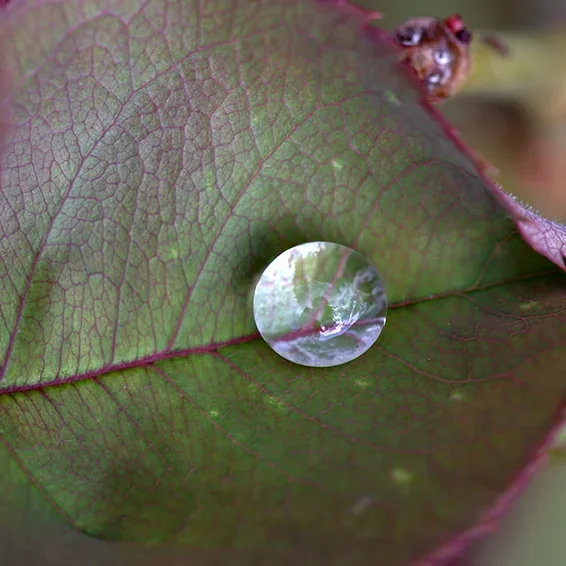 <strong>Après la Pluie #1230 - </strong> <small>© Rémy SALAÜN</small>
