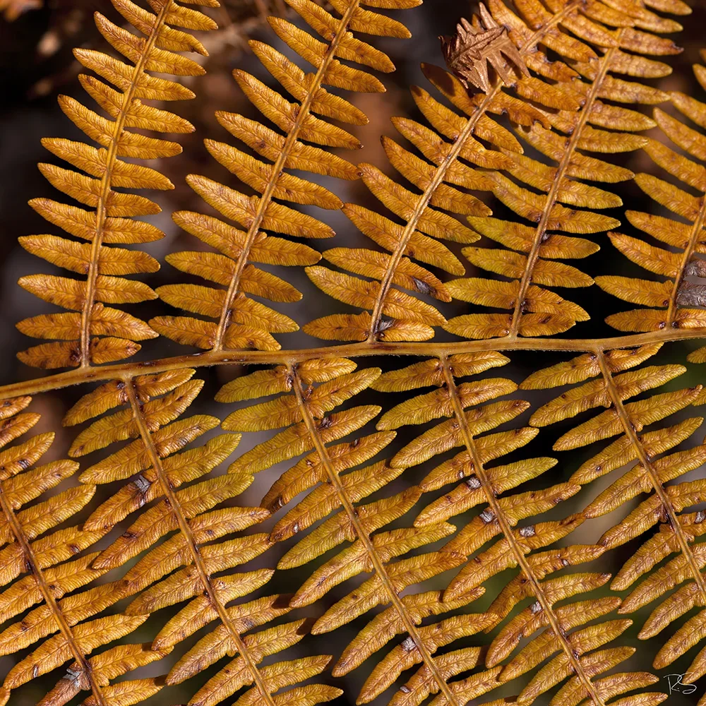 <strong>Flore #1467 - </strong> <small>© Rémy SALAÜN</small>