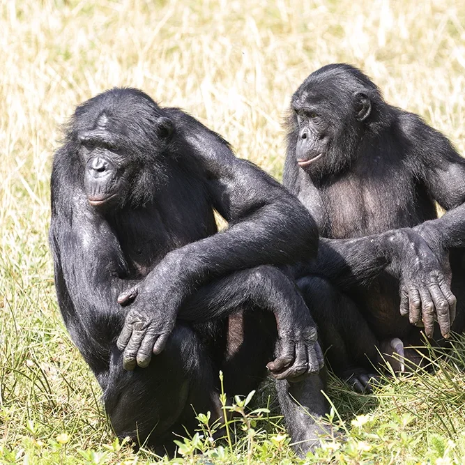 <strong>Animalité #1058 - </strong> <small>© Rémy SALAÜN</small>