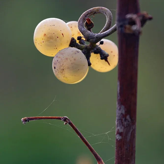 <strong>Paysages #1174 - Brasles | 02</strong> <small>© Rémy SALAÜN</small>