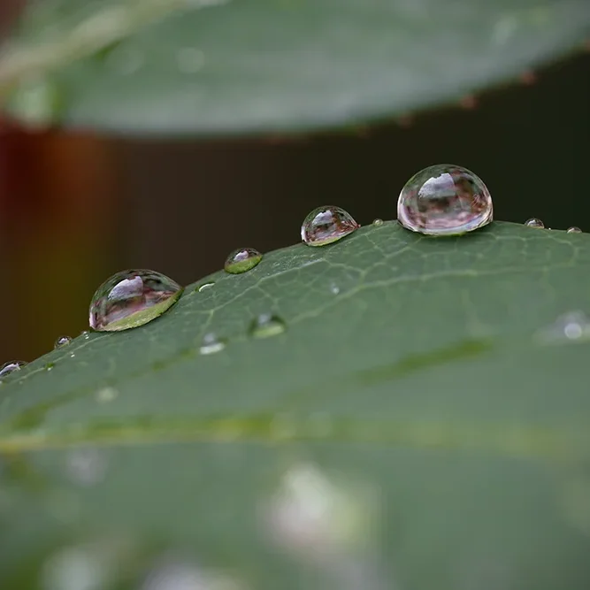 <strong>Après la Pluie #1236 - </strong> <small>© Rémy SALAÜN</small>