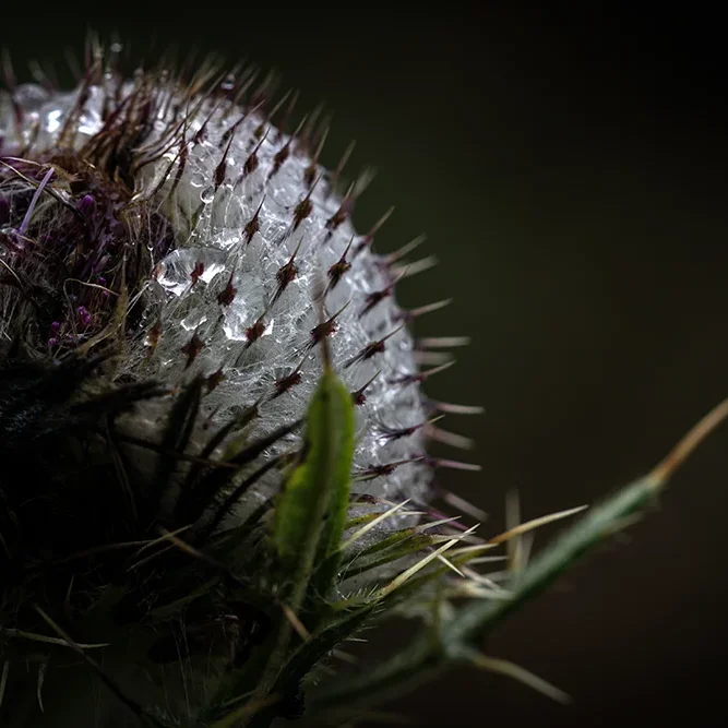 <strong>Après la Pluie #2476 - </strong> <small>© Rémy SALAÜN</small>