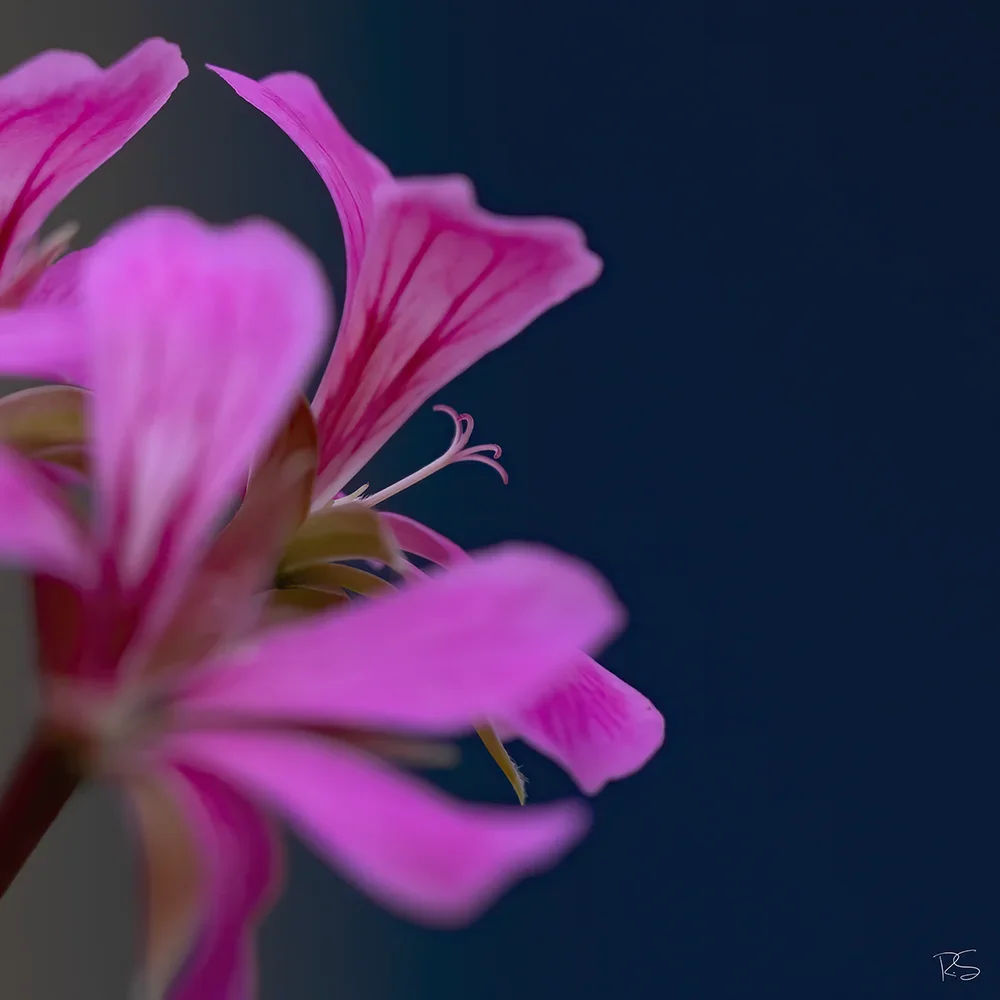 <strong>Flore #1449 - </strong> <small>© Rémy SALAÜN</small>