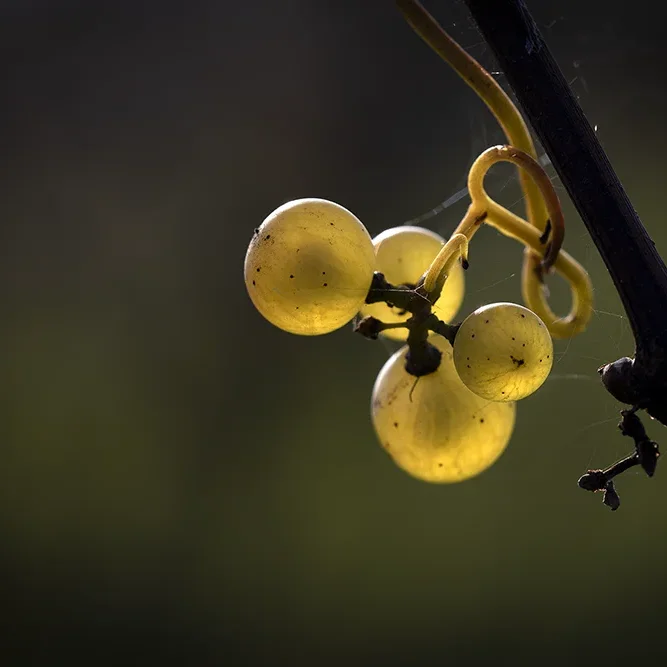 <strong>Paysages #2327 - Brasles | 02</strong> <small>© Rémy SALAÜN</small>