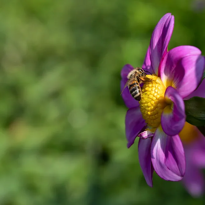 <strong>Animalité #1072 - </strong> <small>© Rémy SALAÜN</small>