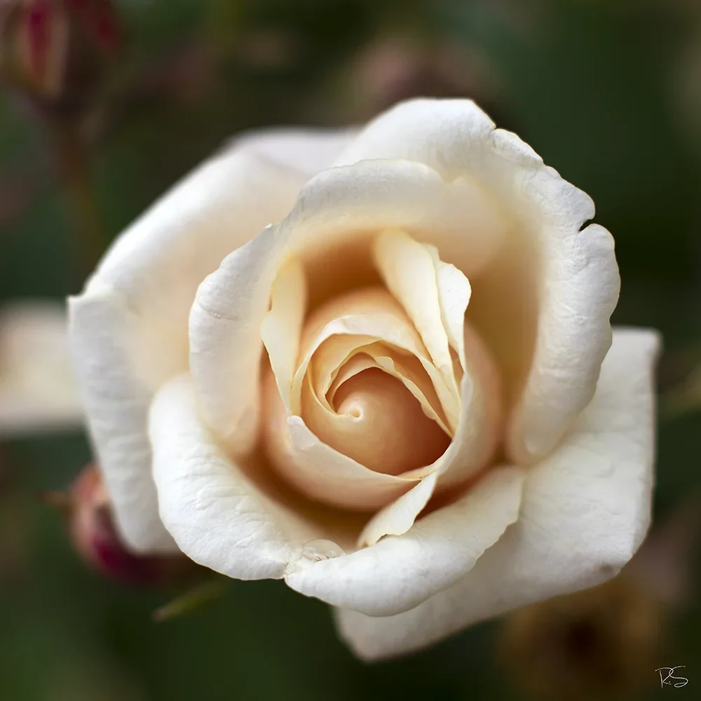 <strong>Flore #1395 - </strong> <small>© Rémy SALAÜN</small>