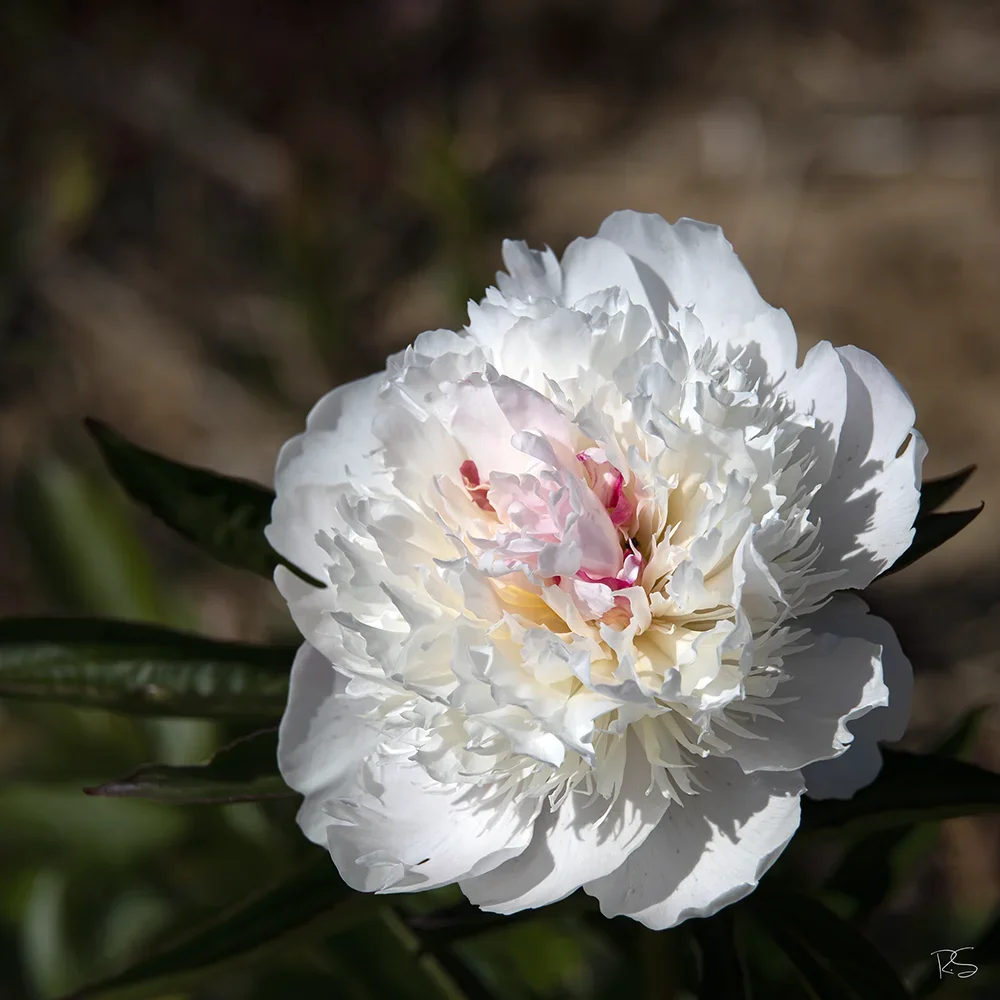 <strong>Flore #1446 - </strong> <small>© Rémy SALAÜN</small>