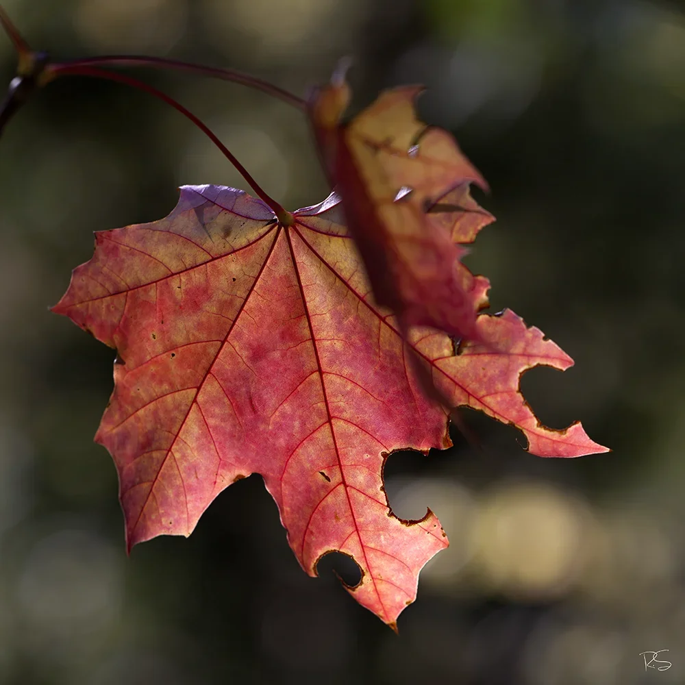 <strong>Flore #1468 - </strong> <small>© Rémy SALAÜN</small>