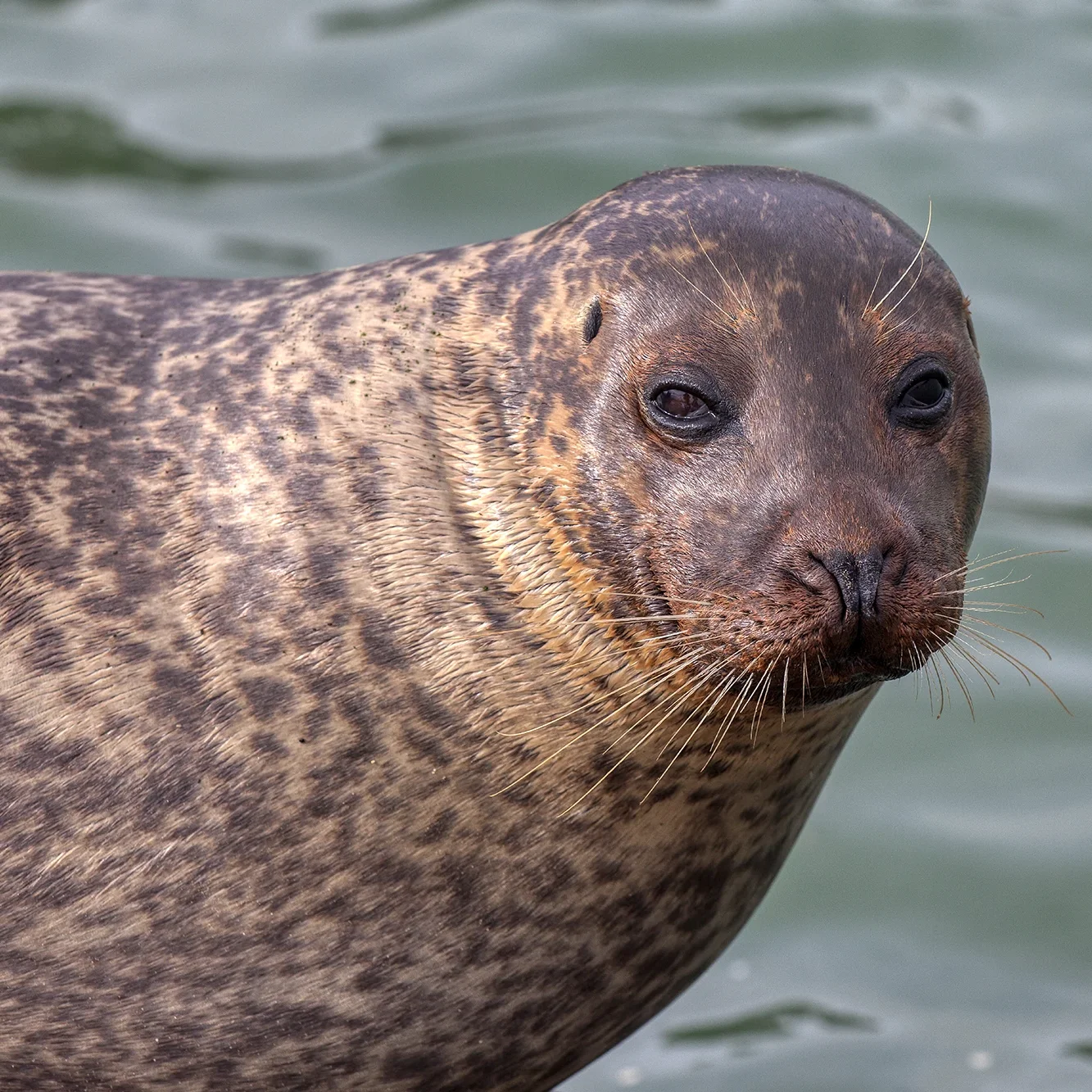 <strong>Vue Sur Mer #582 - Pleudihen-sur-Rance | 22</strong> <small>© Rémy SALAÜN</small>