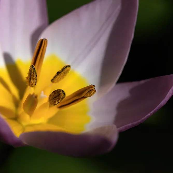 <strong>Flore #1409 - </strong> <small>© Rémy SALAÜN</small>