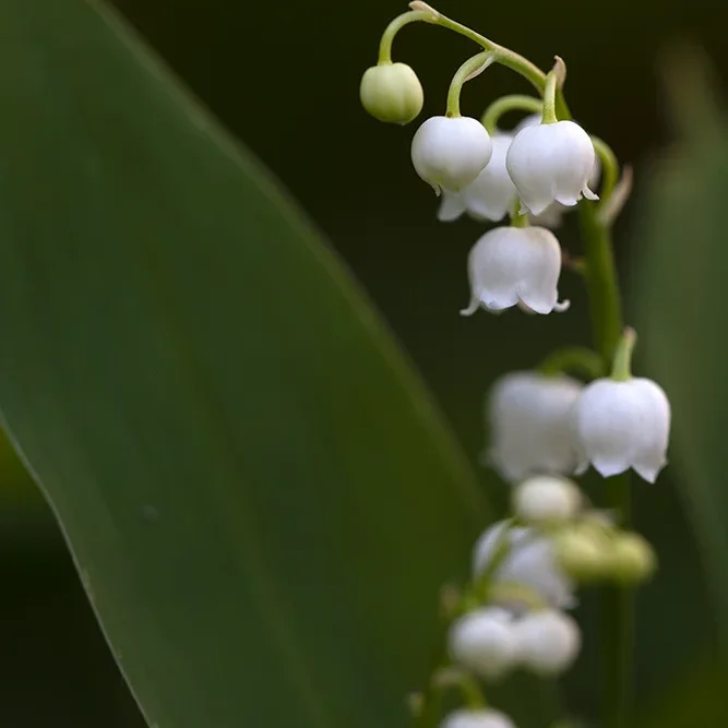 <strong>Flore #1383 - </strong> <small>© Rémy SALAÜN</small>