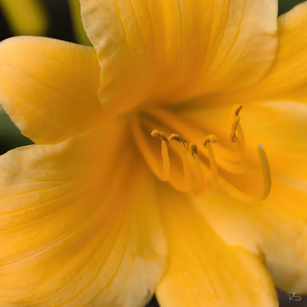 <strong>Flore #1524 - </strong> <small>© Rémy SALAÜN</small>