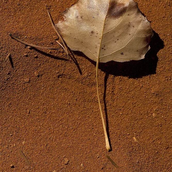 <strong>Flore #1452 - </strong> <small>© Rémy SALAÜN</small>