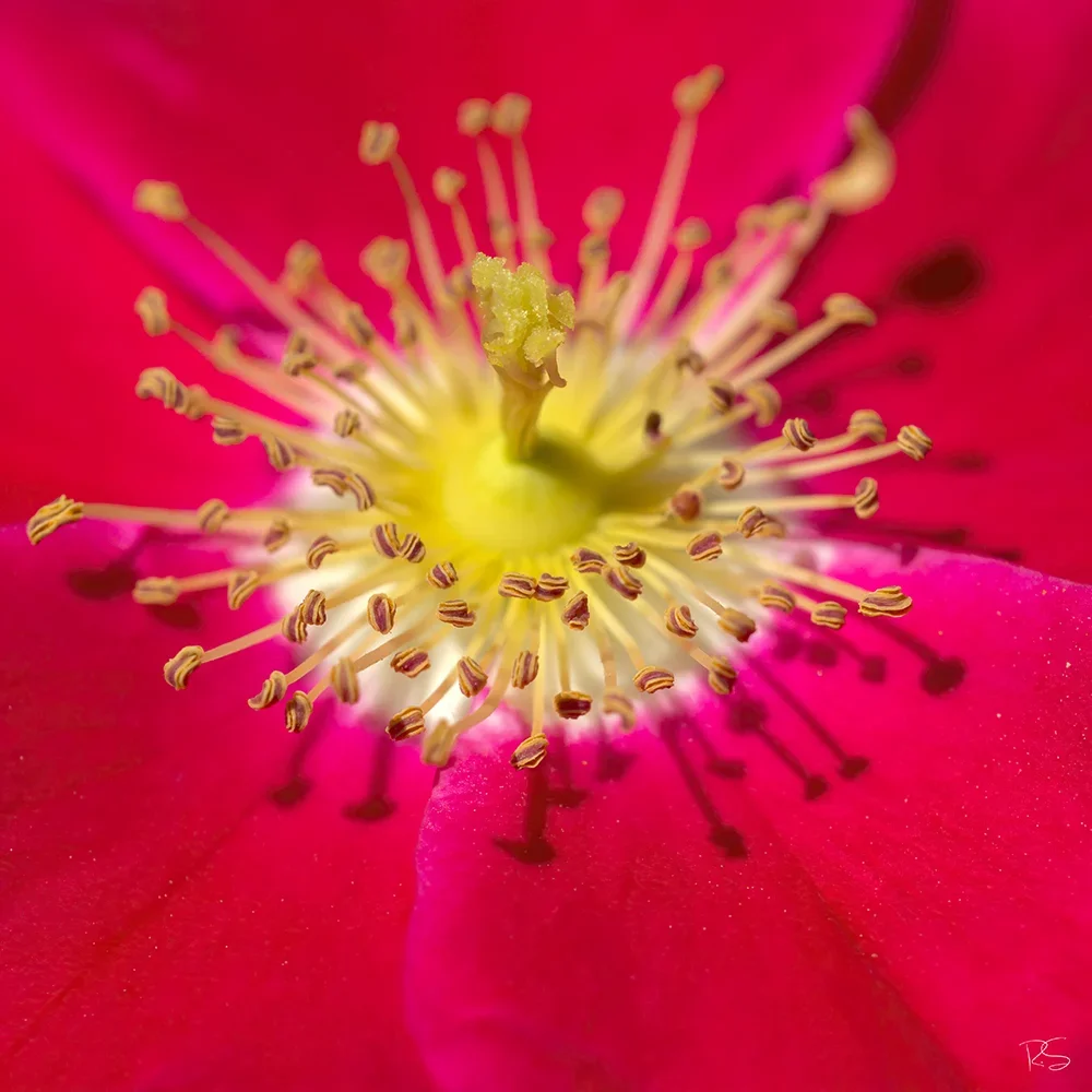 <strong>Flore #1529 - </strong> <small>© Rémy SALAÜN</small>