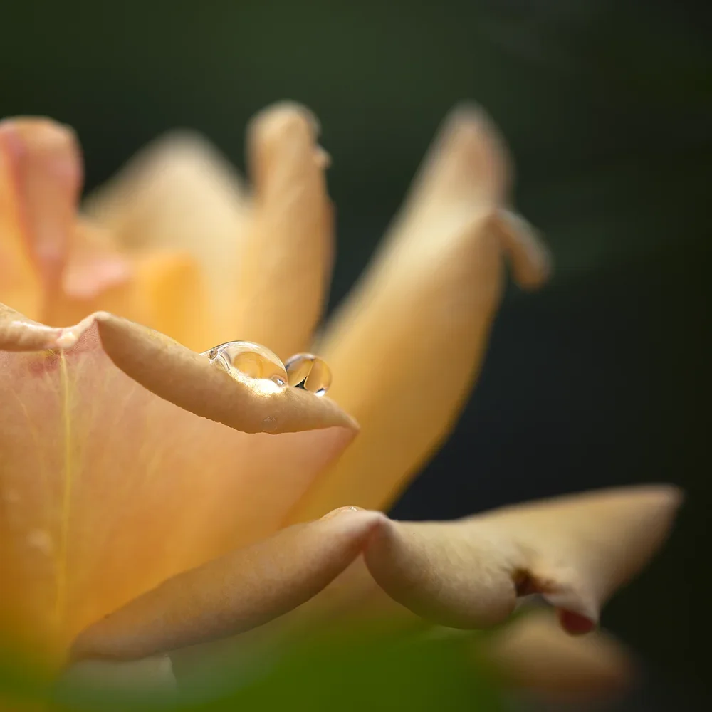 <strong>Après la Pluie #1196 - </strong> <small>© Rémy SALAÜN</small>