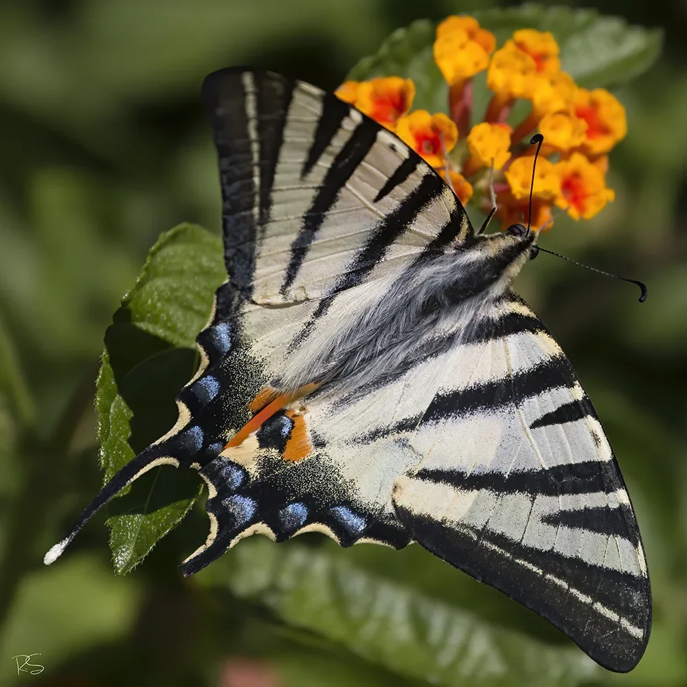 <strong>Animalité #1109 - </strong> <small>© Rémy SALAÜN</small>