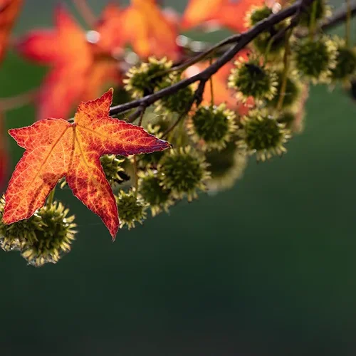 <strong>Flore #1444 - </strong> <small>© Rémy SALAÜN</small>