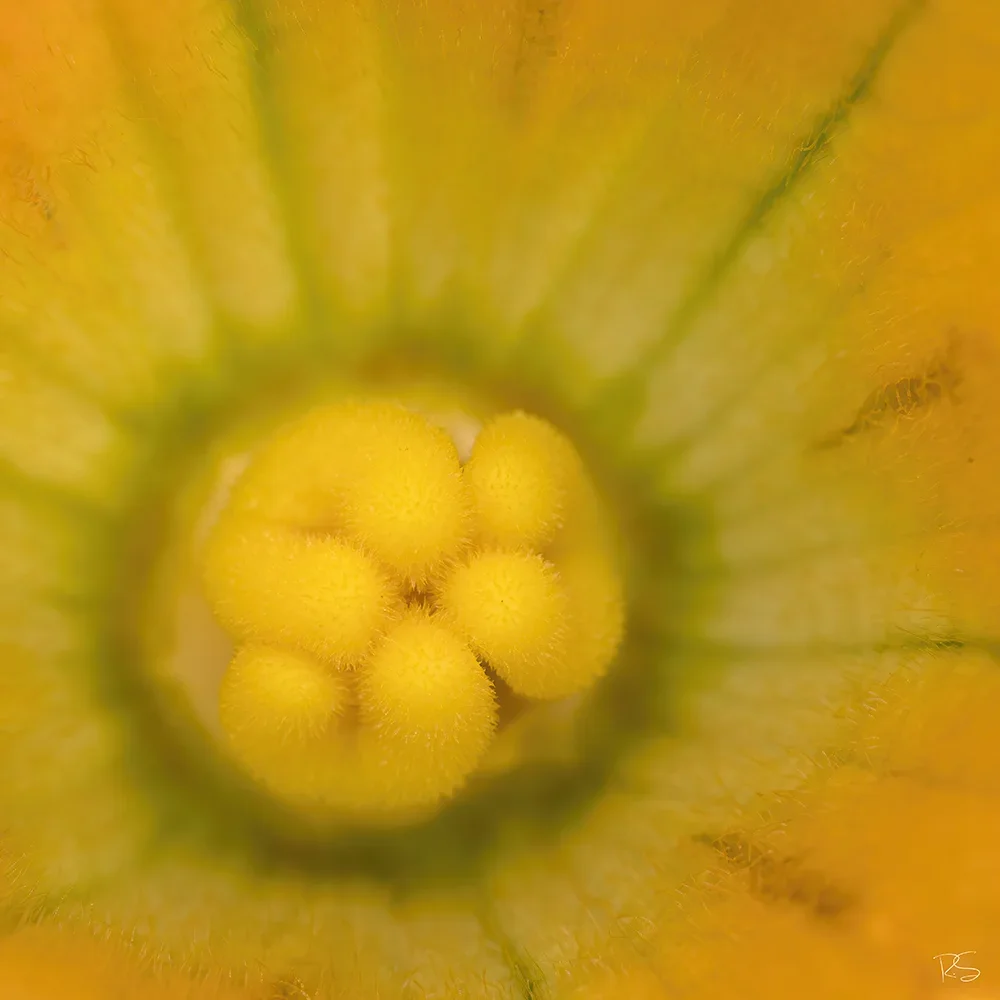 <strong>Flore #1441 - </strong> <small>© Rémy SALAÜN</small>