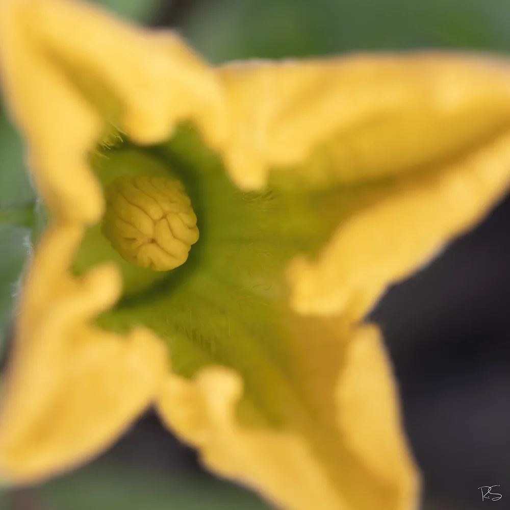 <strong>Flore #1443 - </strong> <small>© Rémy SALAÜN</small>