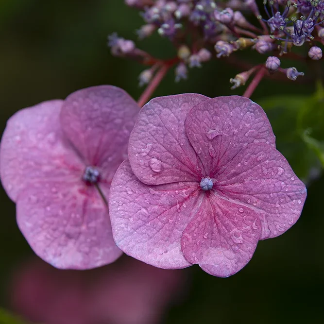 <strong>Après la Pluie #1200 - </strong> <small>© Rémy SALAÜN</small>