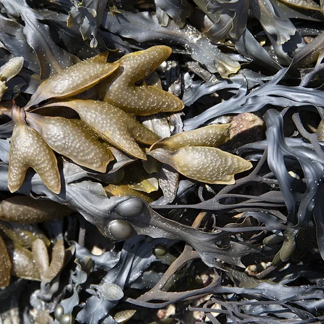 <strong>Vue Sur Mer #658 - Saint-Pierre (Penmarc'h) | 29</strong> <small>© Rémy SALAÜN</small>