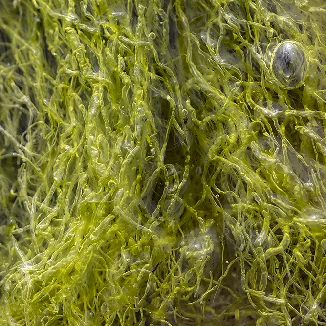 <strong>Vue Sur Mer #612 - L'Île-Tudy | 29</strong> <small>© Rémy SALAÜN</small>