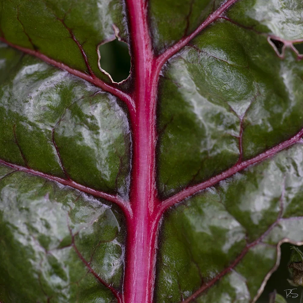 <strong>Flore #1392 - </strong> <small>© Rémy SALAÜN</small>