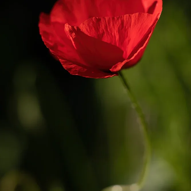 <strong>Flore #1349 - </strong> <small>© Rémy SALAÜN</small>