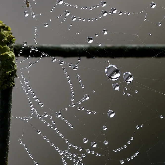 <strong>Après la Pluie #1232 - </strong> <small>© Rémy SALAÜN</small>