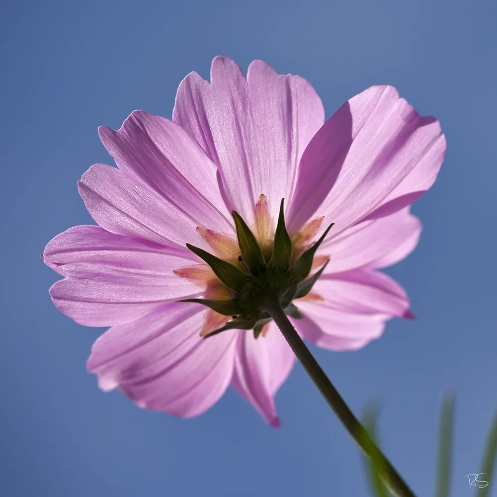 <strong>Flore #1508 - </strong> <small>© Rémy SALAÜN</small>