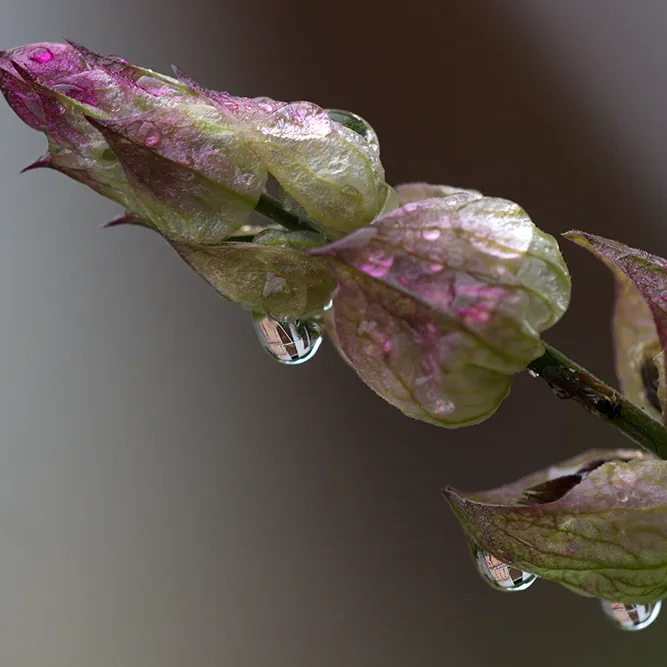 <strong>Après la Pluie #1245 - </strong> <small>© Rémy SALAÜN</small>