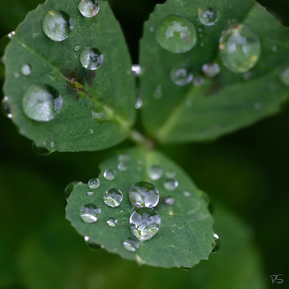 <strong>Après la Pluie #1217 - </strong> <small>© Rémy SALAÜN</small>